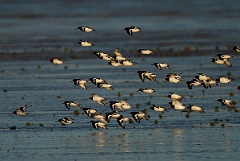 David Plant Photography - Wildlife Photographer - Oystercatcher - I